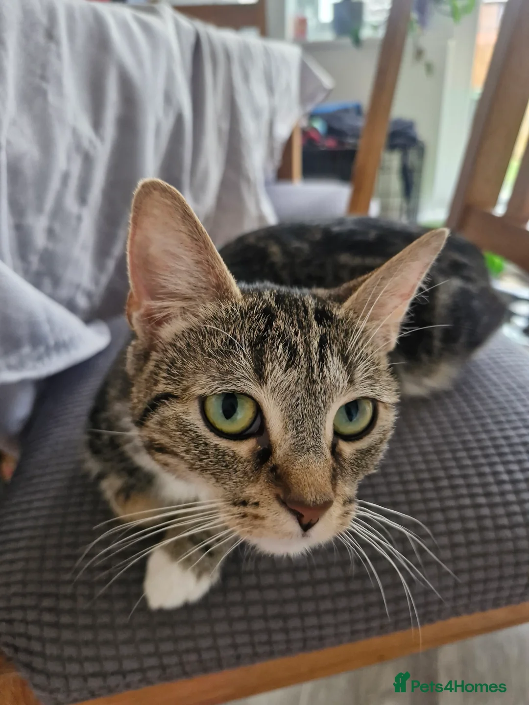 Mixed Breed cats for sale: 🐾 Gorgeous Bengal Cross Kittens Looking for Homes - Advert 2