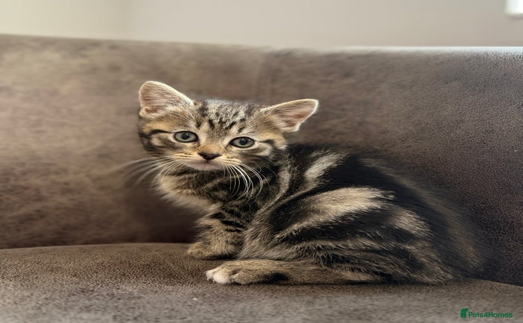 Mixed Breed cats - Advert 8