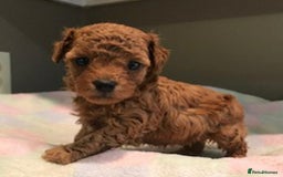 Maltipoo dogs for sale:  Beautiful Toy/Mini Maltipoo Puppies! - Image 10
