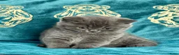 British Shorthair cats for sale: BSH🇬🇧👑🇬🇧💙British Shorthair😻💙 Gccf chunky  - Advert 13
