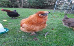 Chickens poultry for sale: Silkie rooster - Advert 2