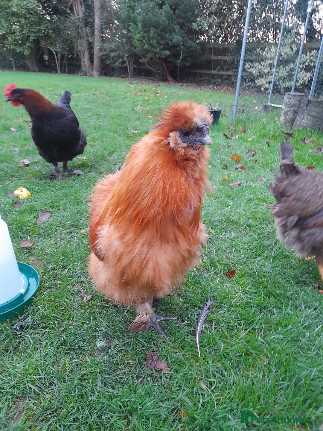 Chickens poultry for sale: Silkie rooster - Advert 2