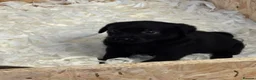 Labrador Retriever dogs for sale: Stunning labrador puppies - Advert 14