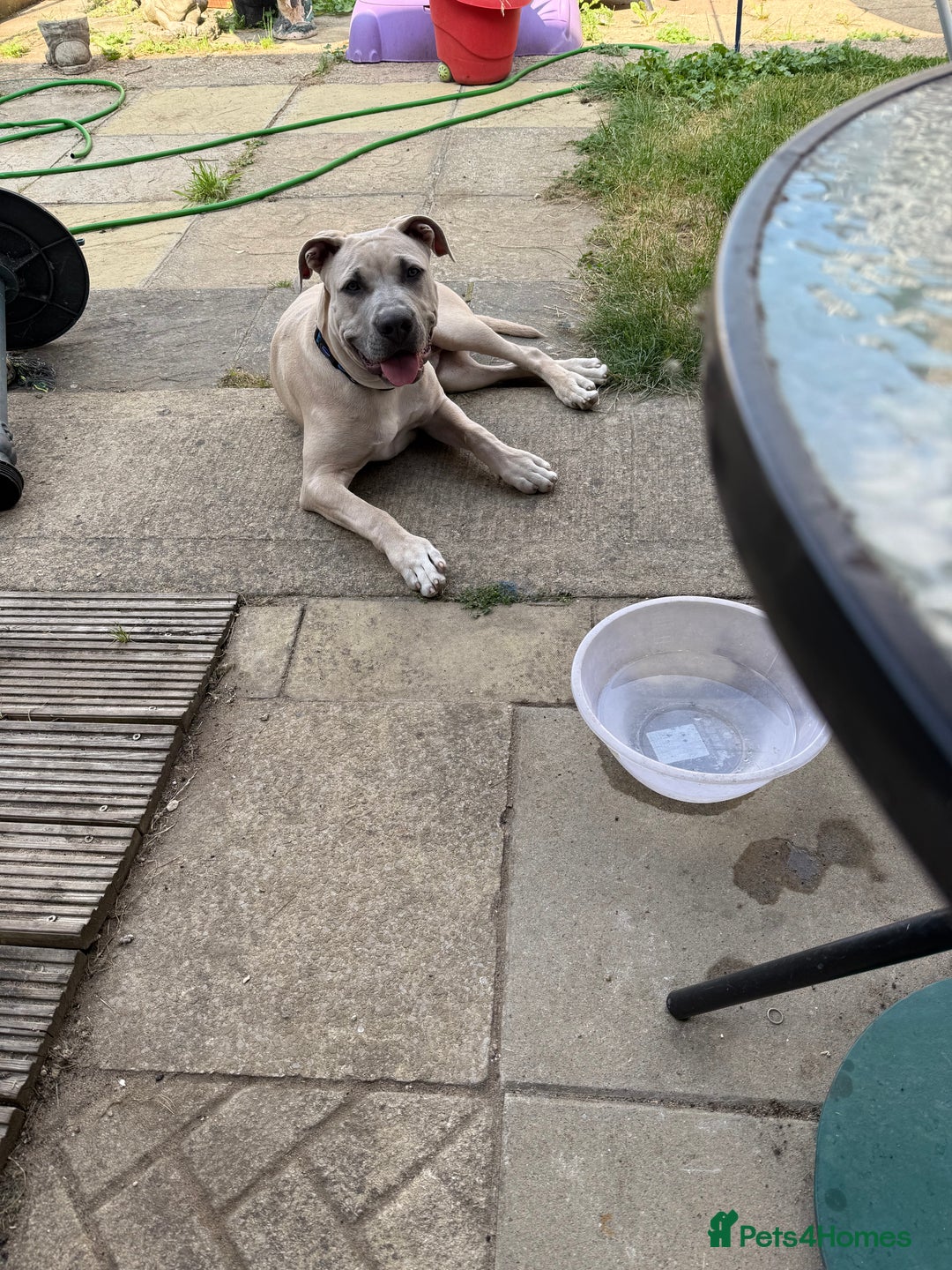Mixed Breed dogs for sale: Alpha blue blood bulldog x Labrador  - Image 4