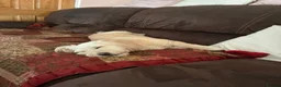 Mixed Breed dogs for sale: Rehoming Our Loving Girl  - Advert 4