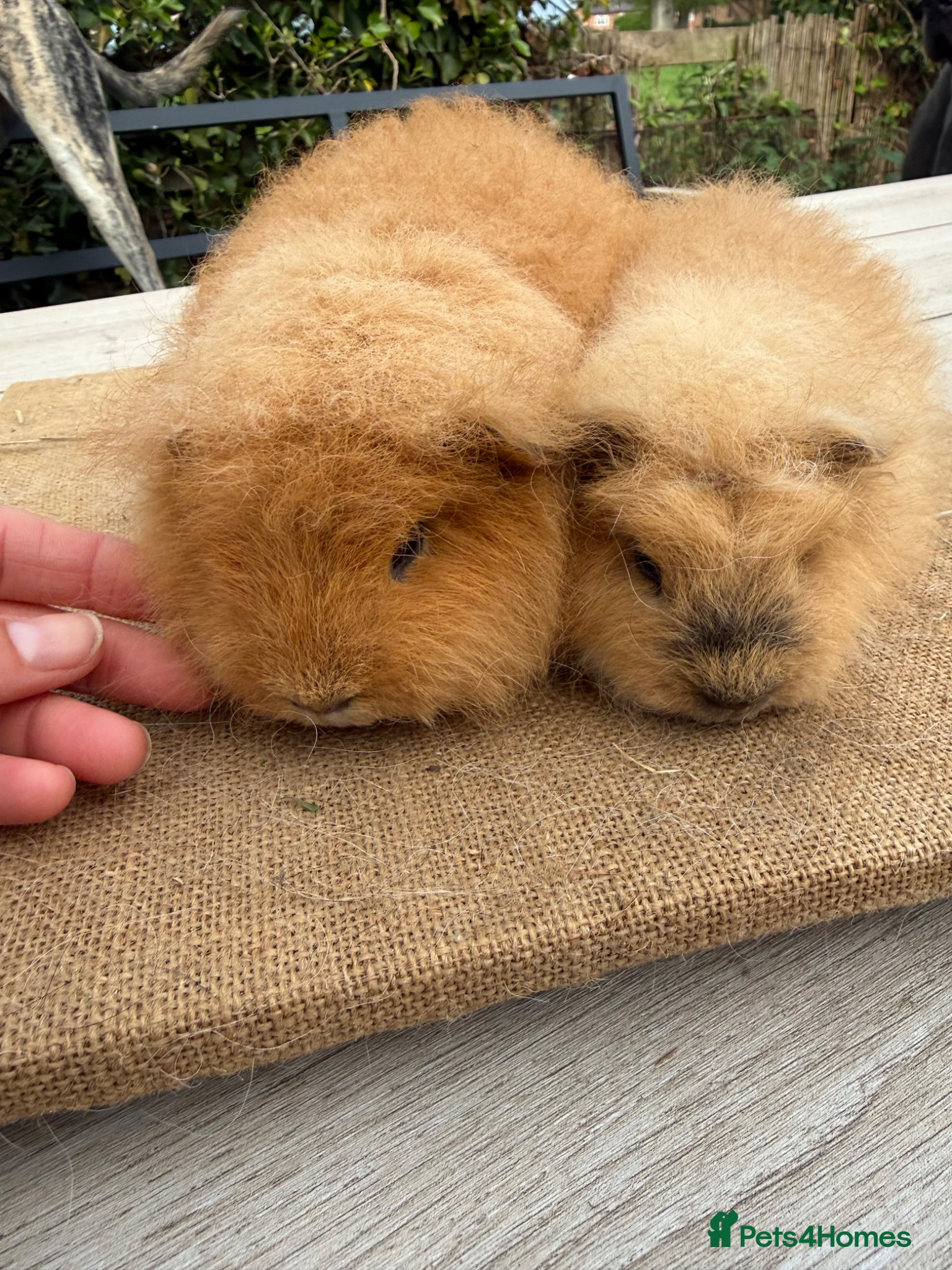 Guinea Pig rodents Pure bred Swiss baby boar guinea pigs  - Advert 2