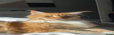 Maine Coon 1