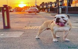 English Bulldog dogs for stud: Stud Dog  - Image 4