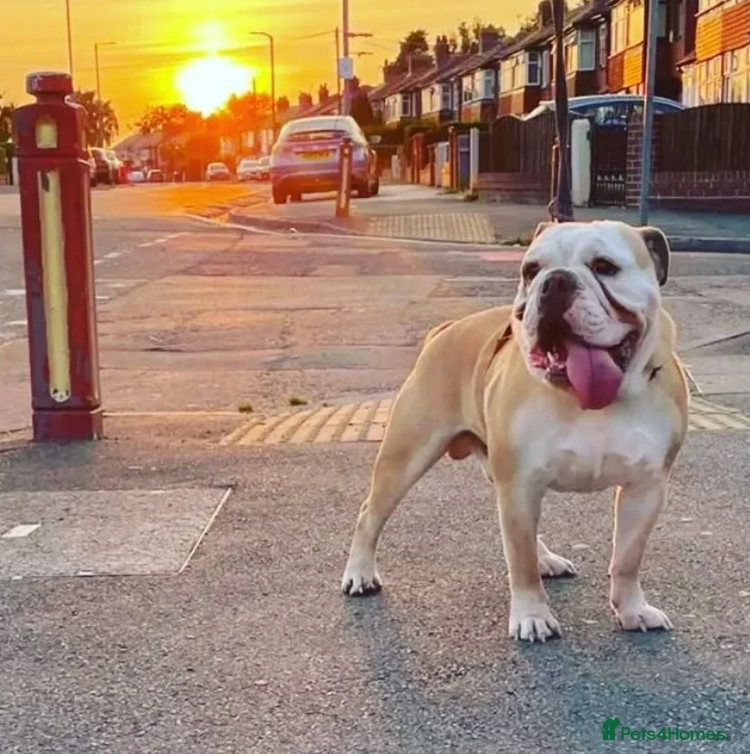 English Bulldog dogs for stud: Bulldog Stud - Advert 4