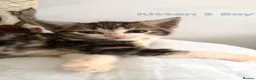 Mixed Breed cats for sale: Gorgeous 8 weeks old kittens URGENT - Advert 9