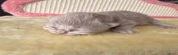 British Shorthair cats for sale: 🐾 GCCF Registered BSH / BLH Kittens 🐾 - Advert 22