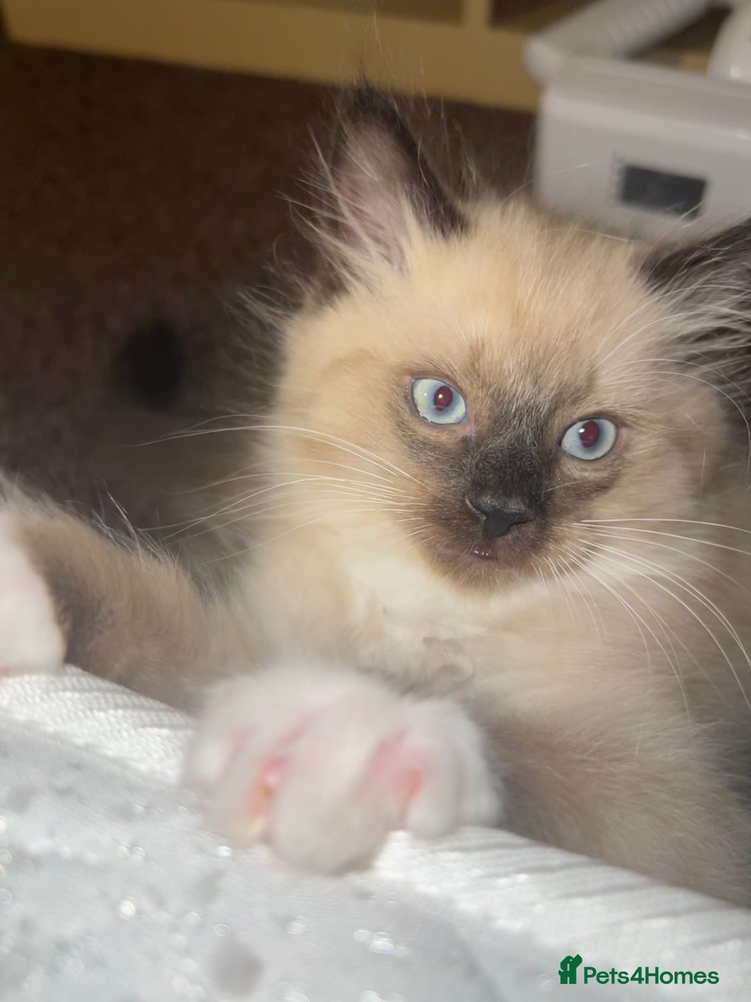 Ragamese cats for sale: Playful Ragamese Kittens (12 Weeks) - Image 3