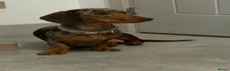 Miniature Dachshund dogs for sale: Miniature Dachshund  - Advert 2
