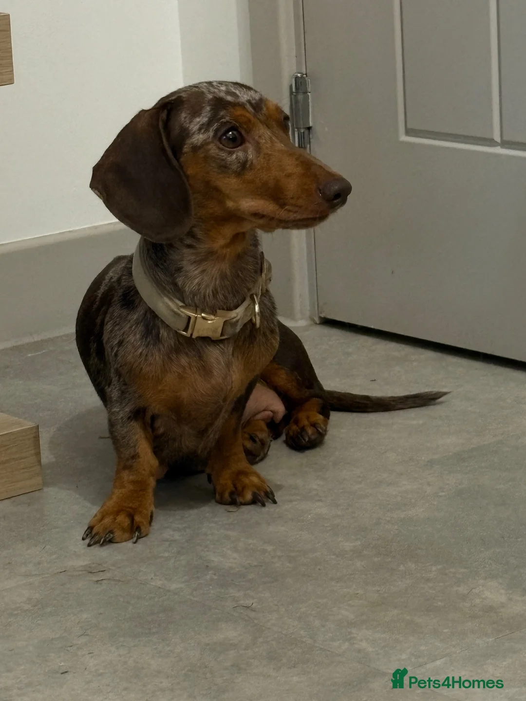 Miniature Dachshund dogs for sale: Miniature Dachshund  - Advert 2
