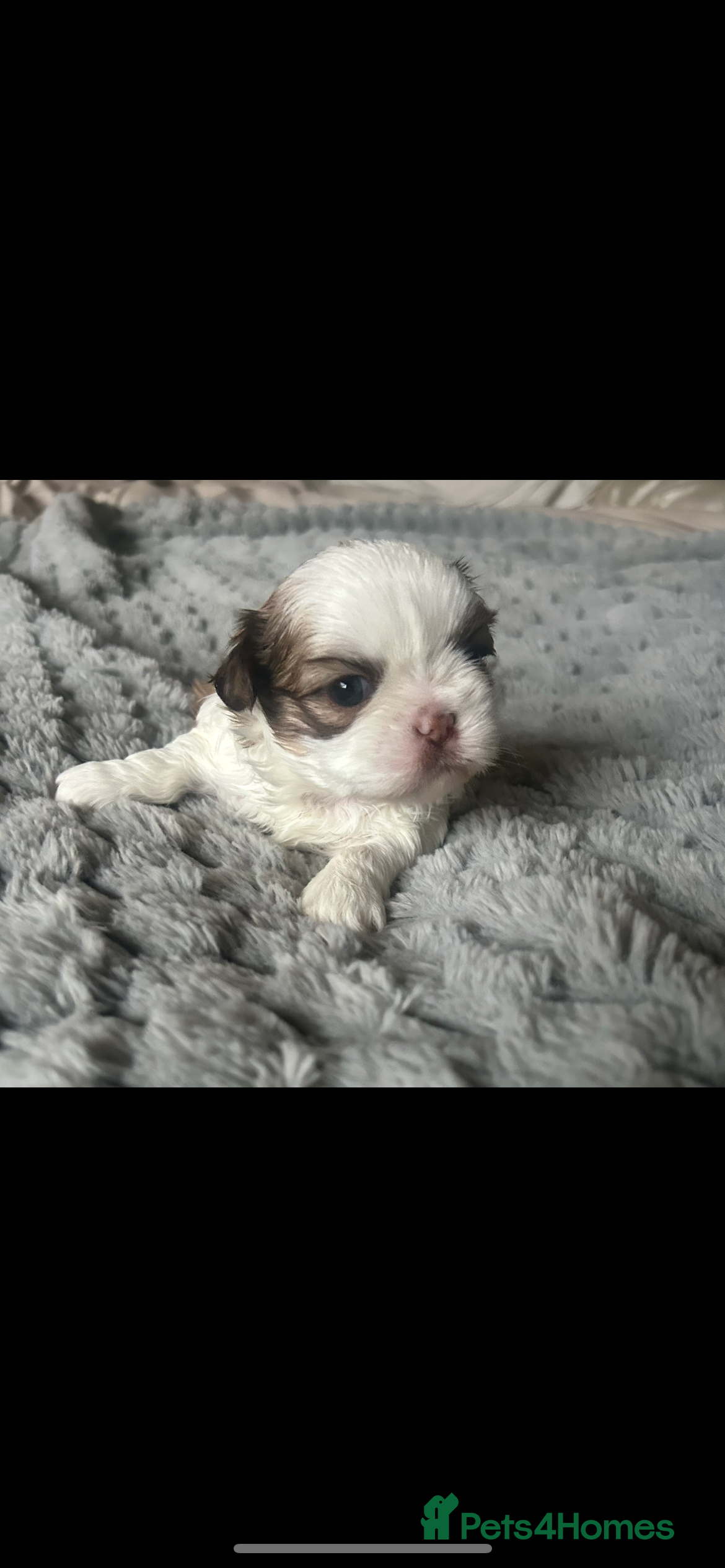Shih Tzu dogs  ✨🐶 Exceptional Shih Tzu Puppies Available 🐶✨ - Advert 1