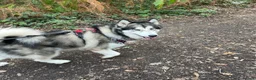 Alaskan Malamute dogs for adoption: Teddy (Alaskan Malamute) in Southampton - Advert 14