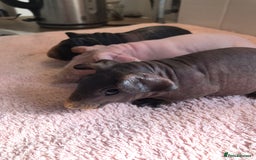 Guinea Pig rodents for sale: Super Skinny Pig Boars - Image 4