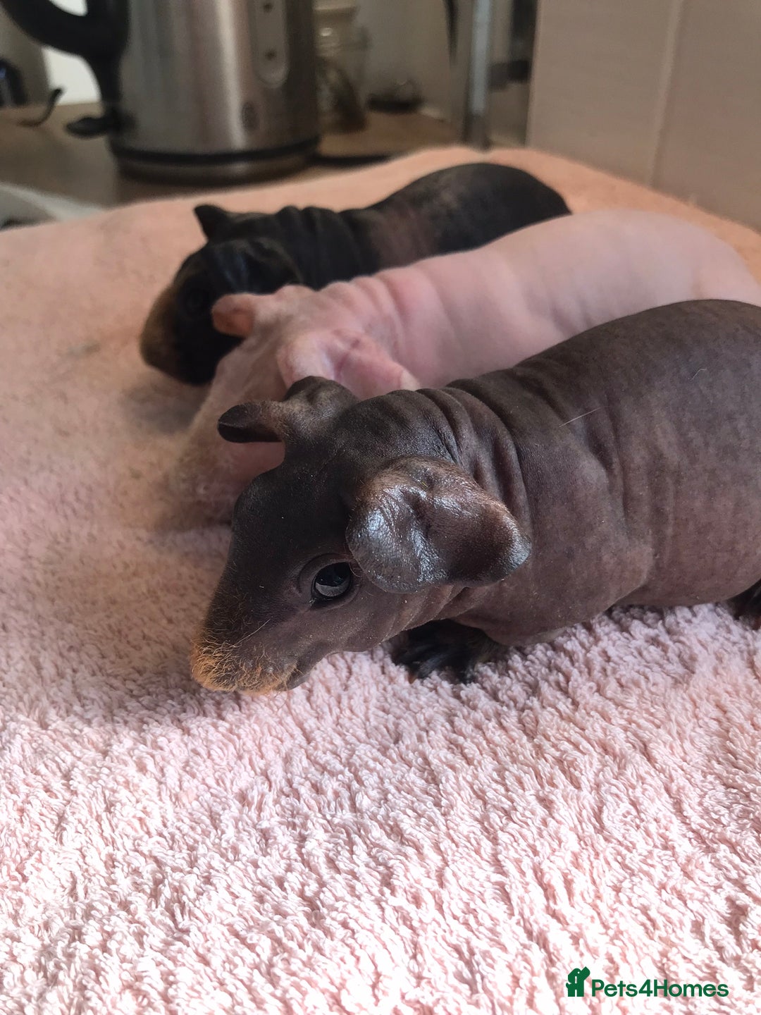 Guinea Pig rodents for sale: Super Skinny Pig Boars - Image 4