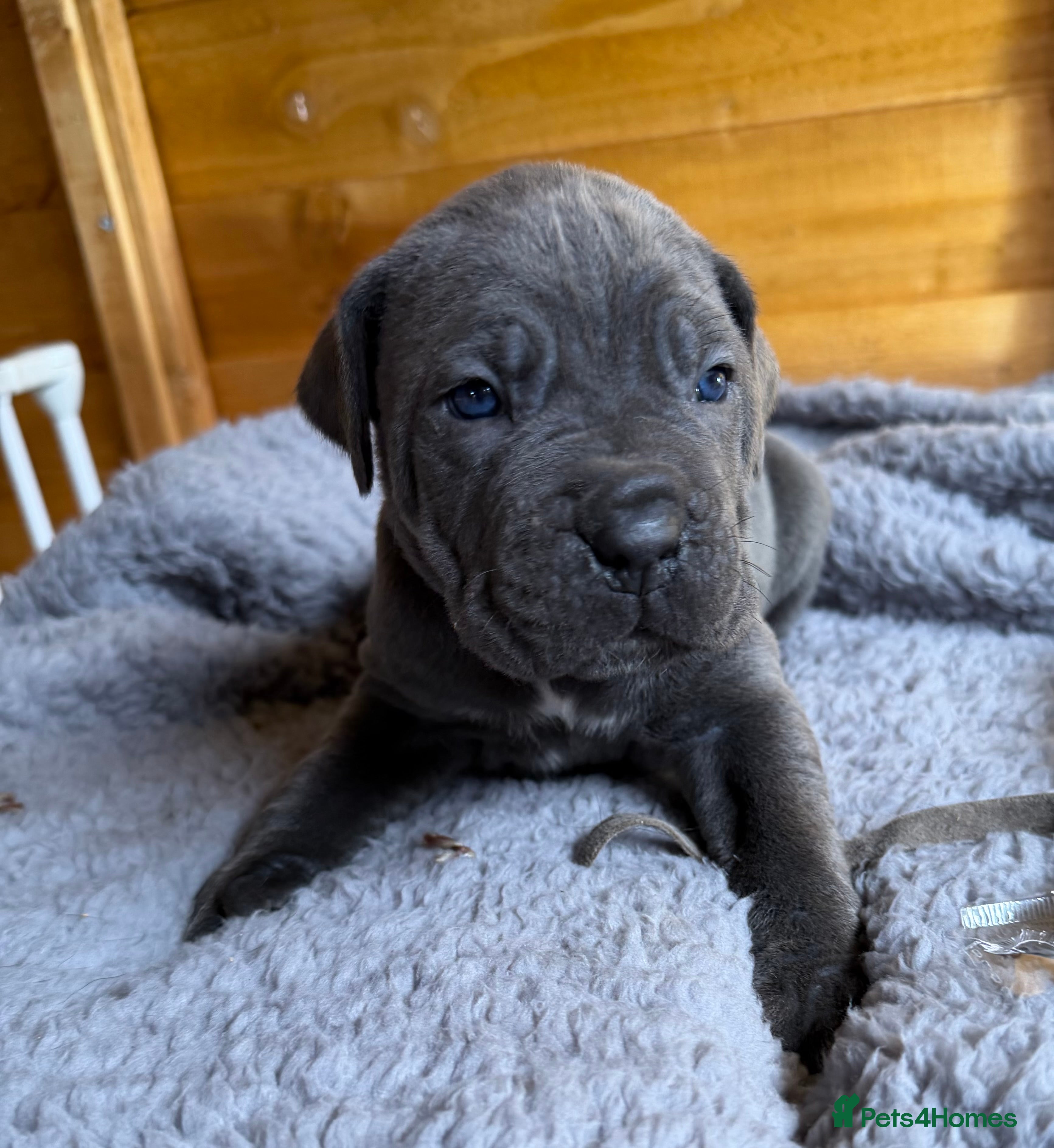 Cane Corso dogs PURE CANE CORSO PUPPIES FOR SALE !!!! - Advert 12
