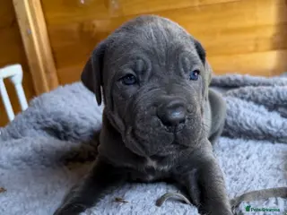 Cane Corso dogs PURE CANE CORSO PUPPIES FOR SALE !!!! - Advert 12