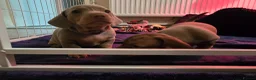 Miniature Dachshund dogs for sale: LAST PUPPY* Rare Isabella Mini Dacshund, blue eyes - Advert 14