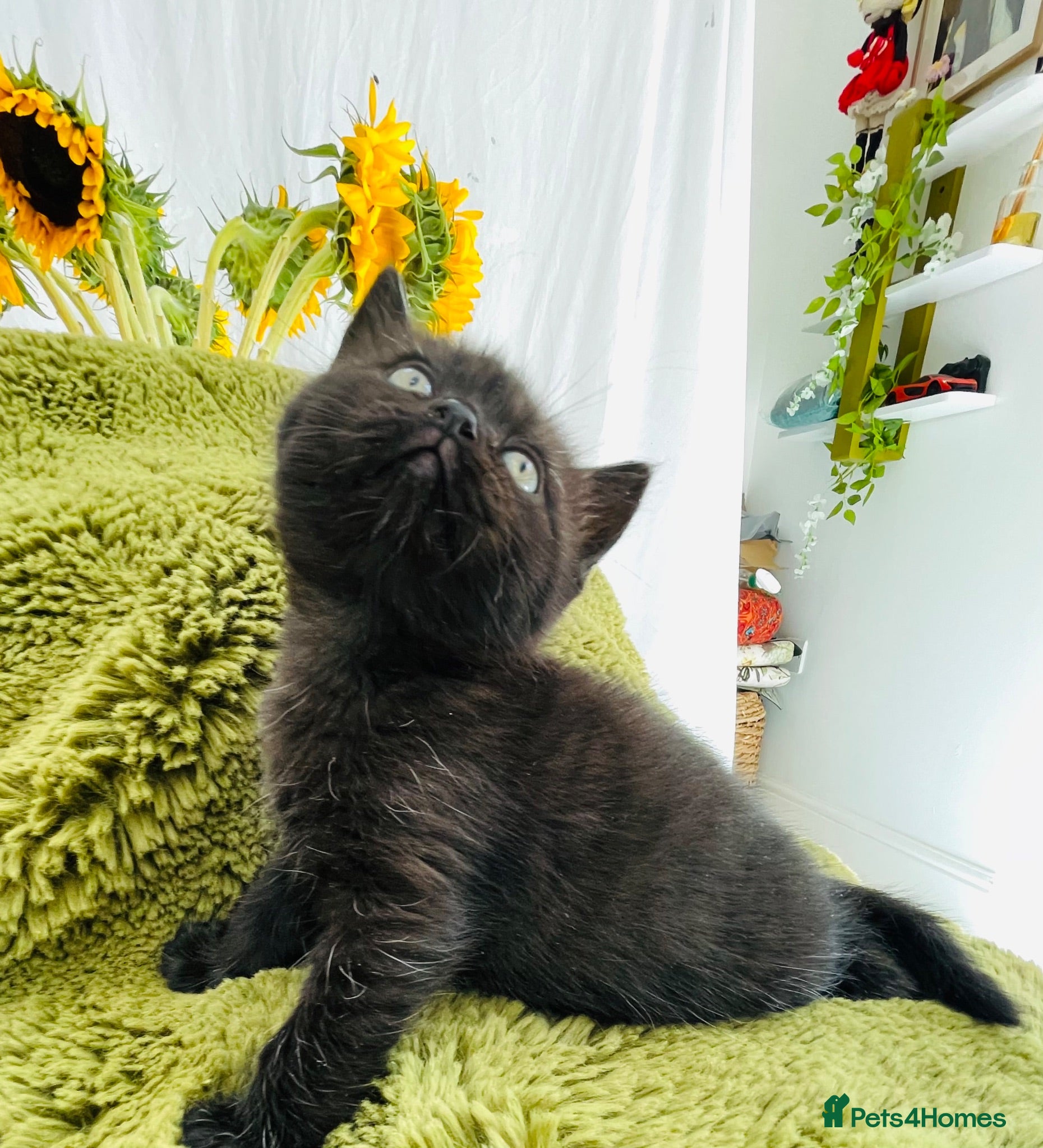 Persian cats Last gorgeous Himalayan persian kitten  - Advert 3