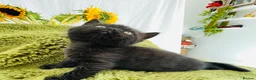 Persian cats for sale: Last gorgeous Himalayan persian kitten  - Advert 1
