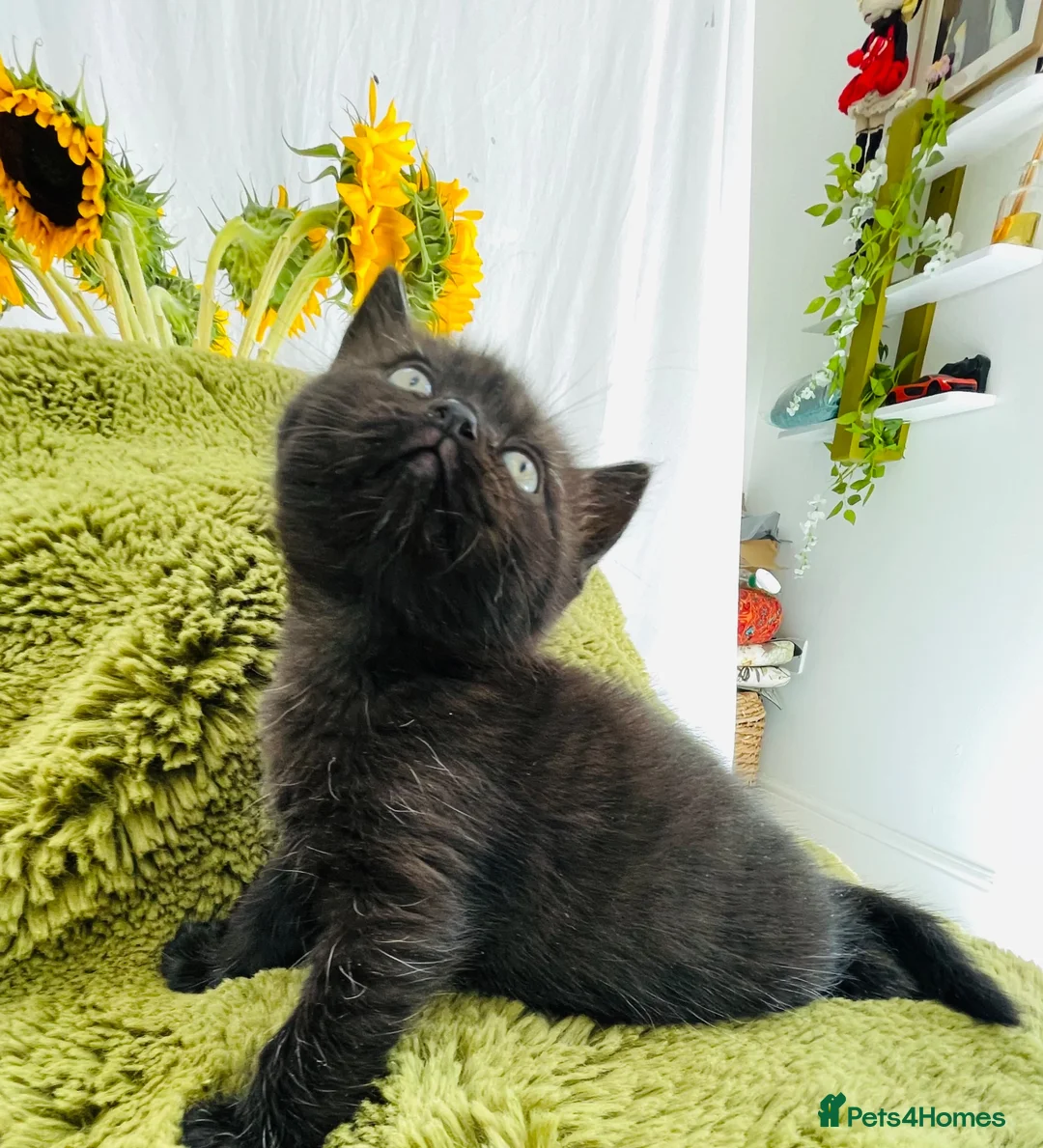 Persian cats for sale: Last gorgeous Himalayan persian kitten  - Advert 1