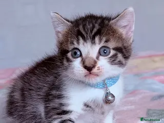 Mixed Breed cats 🩶Ragamuffin crossed Bengal kittens🩶 - Advert 1