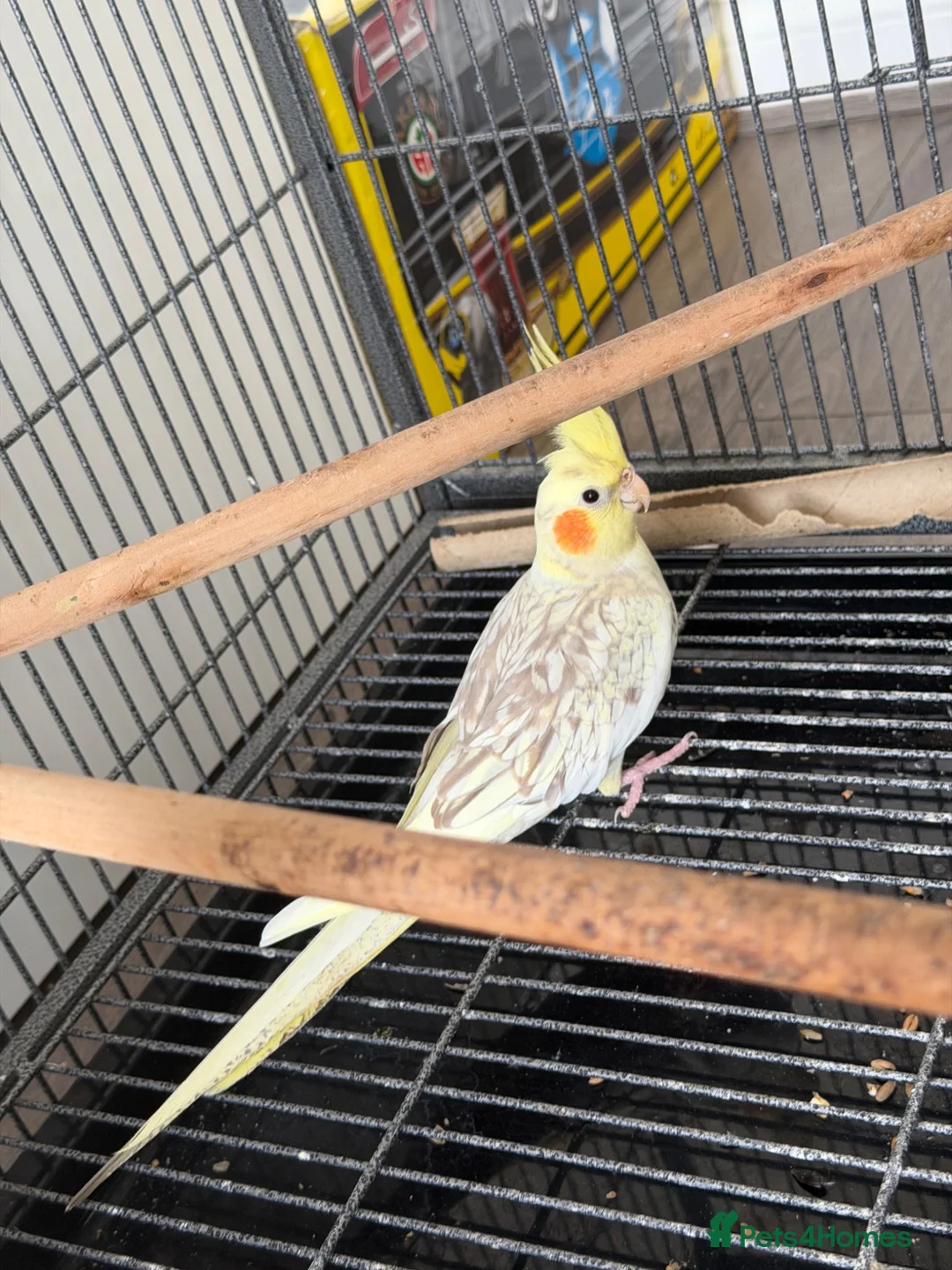 Parrots birds for sale: Cockatiel  - Advert 2