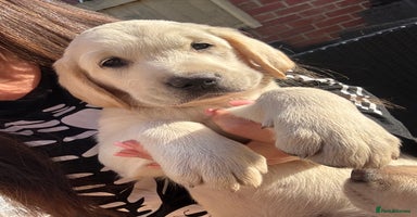 Golden Retriever dogs - Advert 10