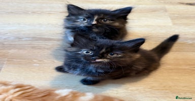 Persian cats - Advert 5