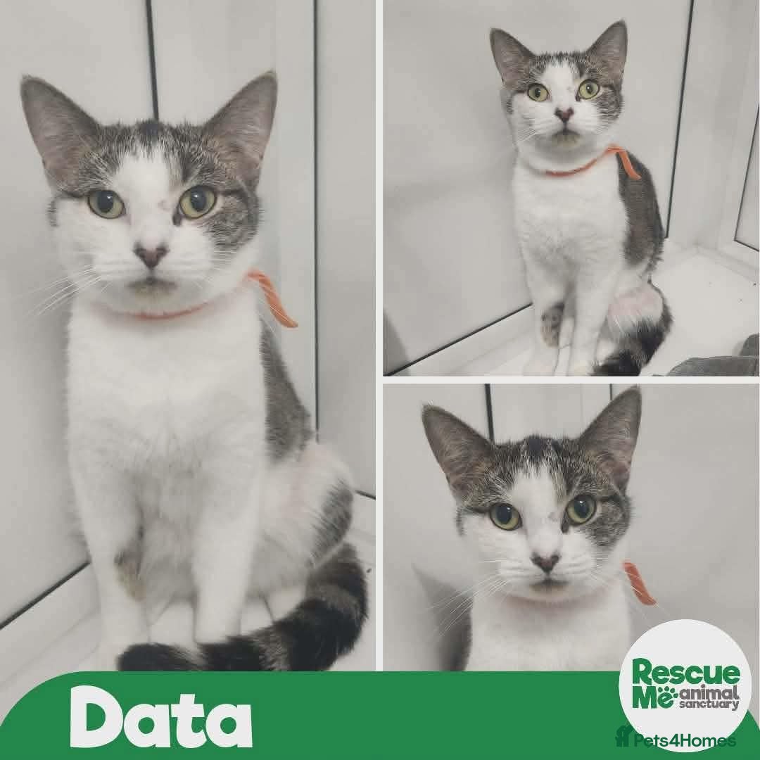 Mixed Breed cats Data - indoor home  - Advert 4