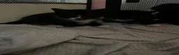 Mixed Breed cats for sale: Tuxedo and black  - Advert 2