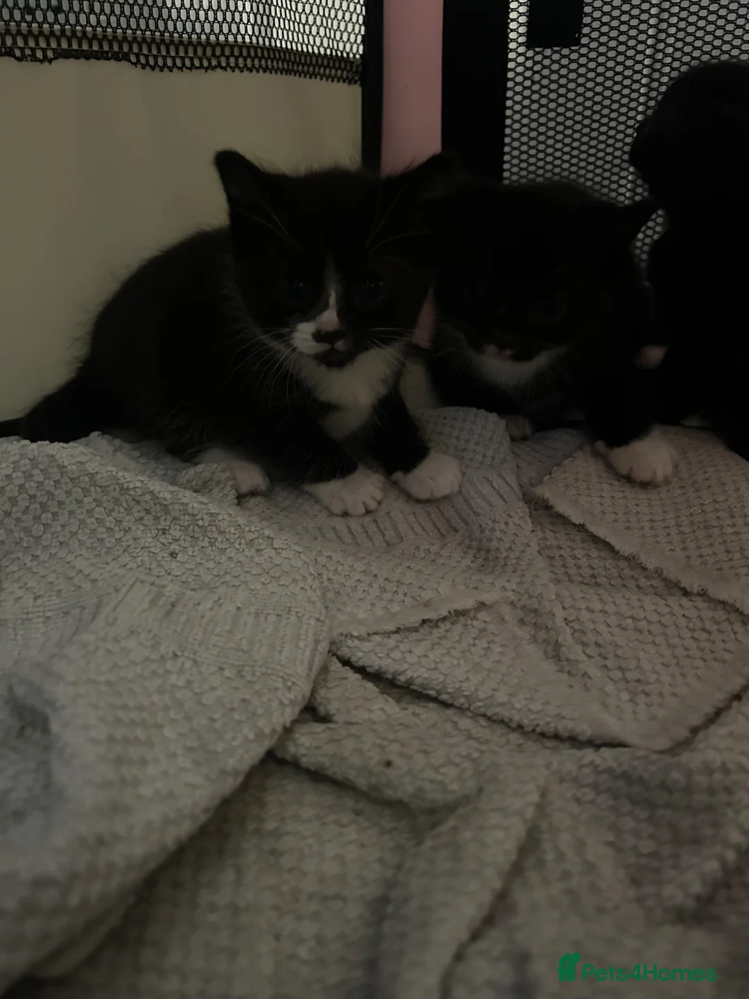 Mixed Breed cats for sale: Tuxedo and black  - Advert 2