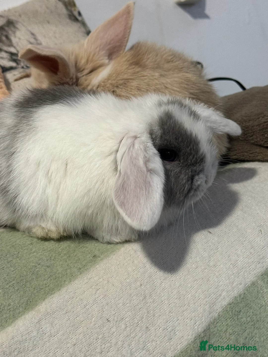 Mini Lop rabbits for sale: Gorgeous mini lop & lion lop babies  - Advert 11