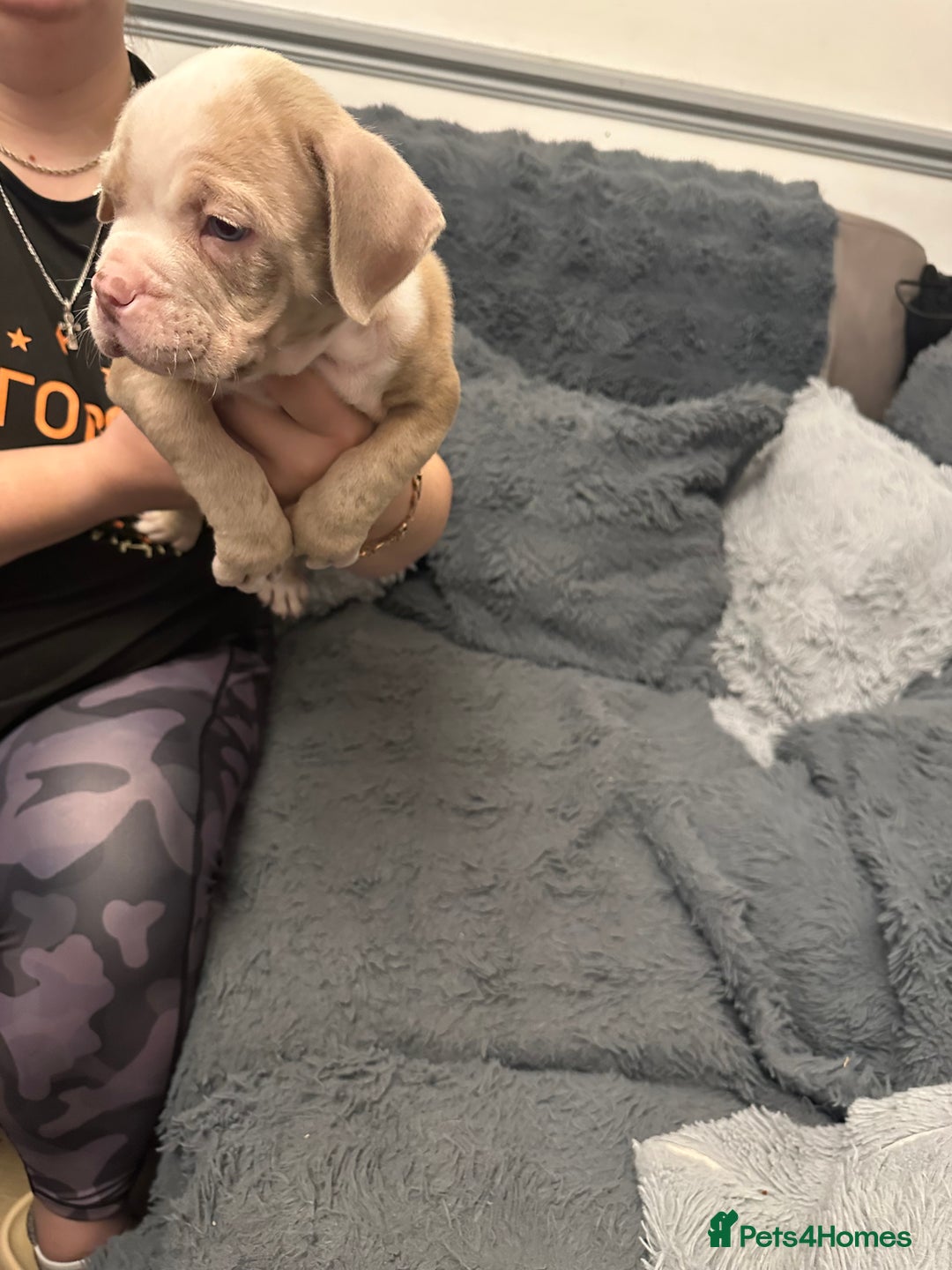American Bully dogs for sale: ABKC REGISTERED Pocket Exotic/Extreme Bully PUPS! - Advert 9