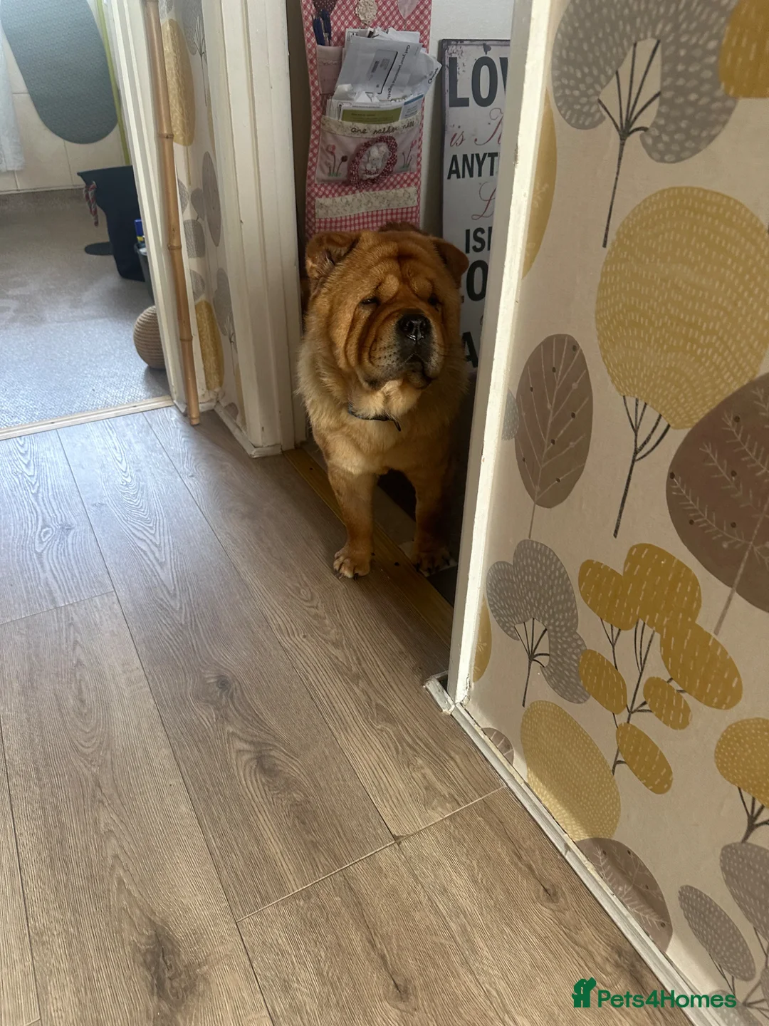 Chow Chow dogs for sale: chow chow  in Cambridge - Advert 5