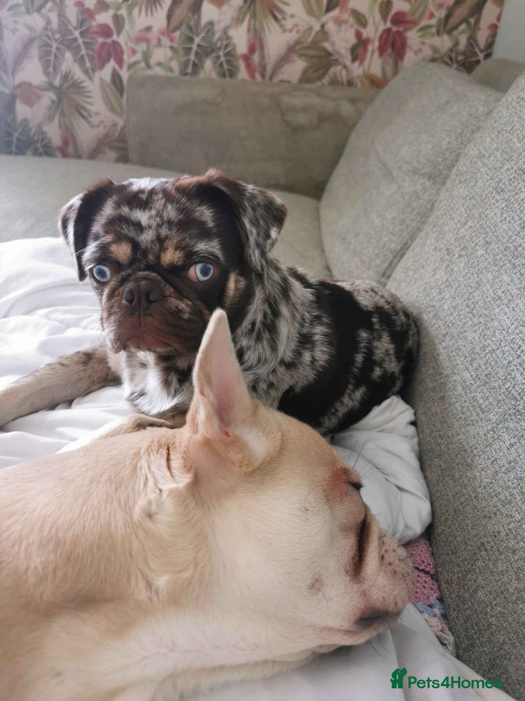 Frug dogs for sale: Beautiful litter of frugs  - Advert 10