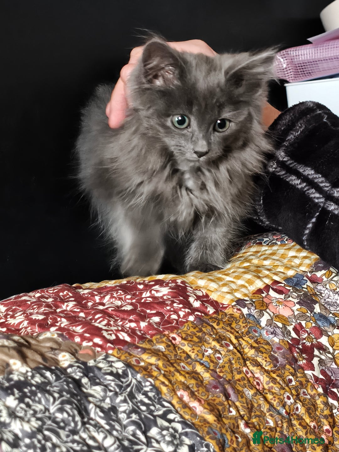 Mixed Breed cats for sale: Norbert  - Advert 2