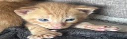 Mixed Breed cats for sale: Gorgeous ginger male kittens  in Falmouth - Advert 9