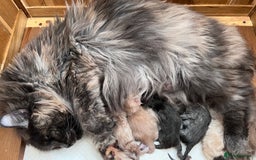 Maine Coon cats for sale: TICA registration Stunning Maine coon kittens - Advert 5
