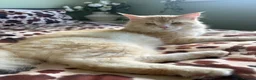 Maine Coon cats for sale: Pure mainecoon kittens  - Advert 9