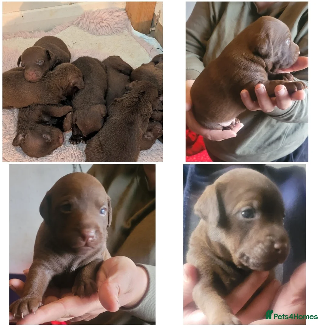 Patterdale Terrier dogs for stud: Chocolate Patterdale for stud  in Sutton Coldfield - Advert 3