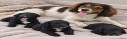 Cockapoo dogs for sale: F1 cockapoos  - Advert 1