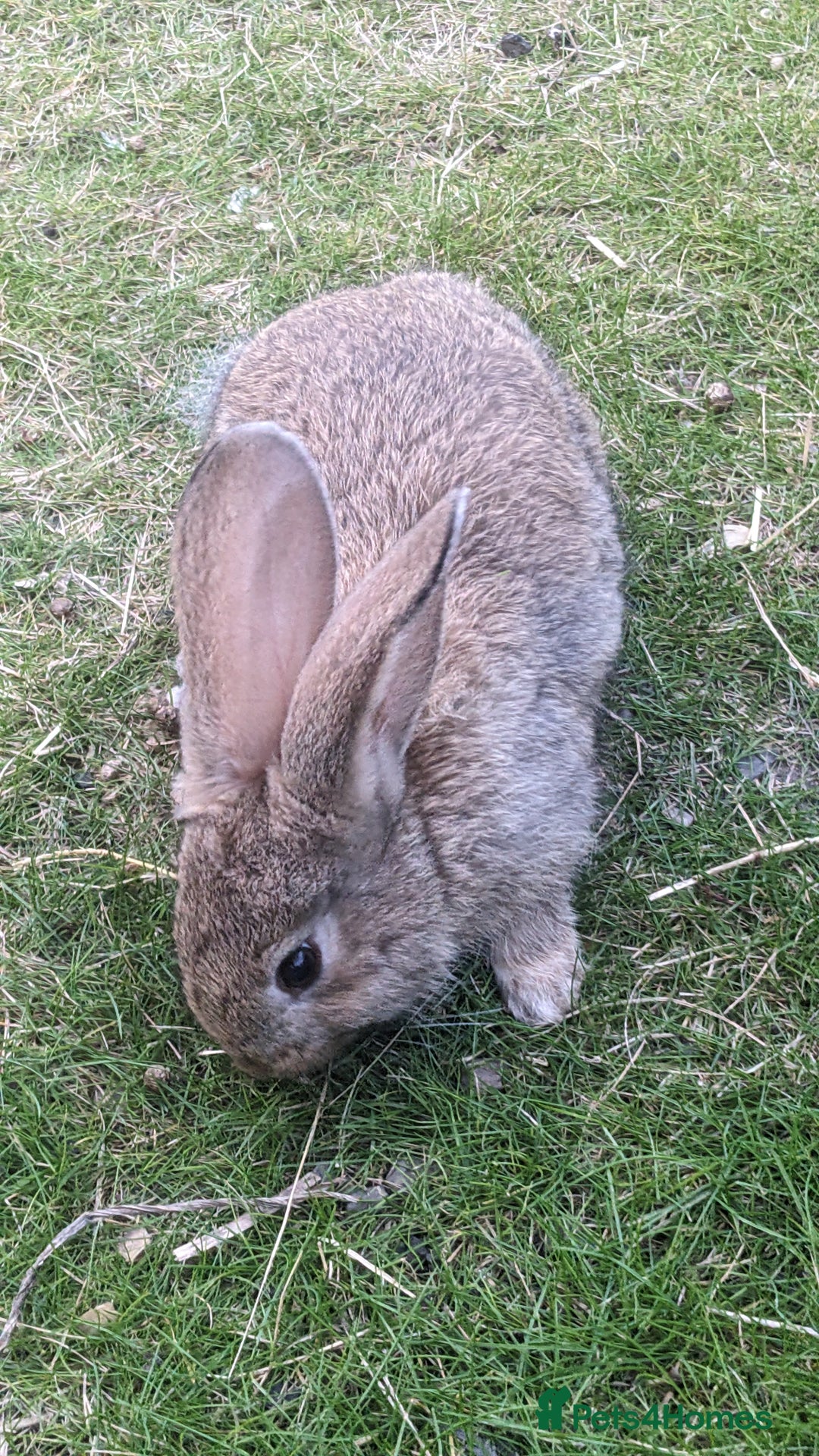 Mixed Breed rabbits for sale: Gorgeous lionhead cross bunnies - Image 4