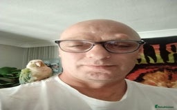 Conures birds for sale: Conure  full tame  6 months  old tame as he'll  in Halifax - Image 5