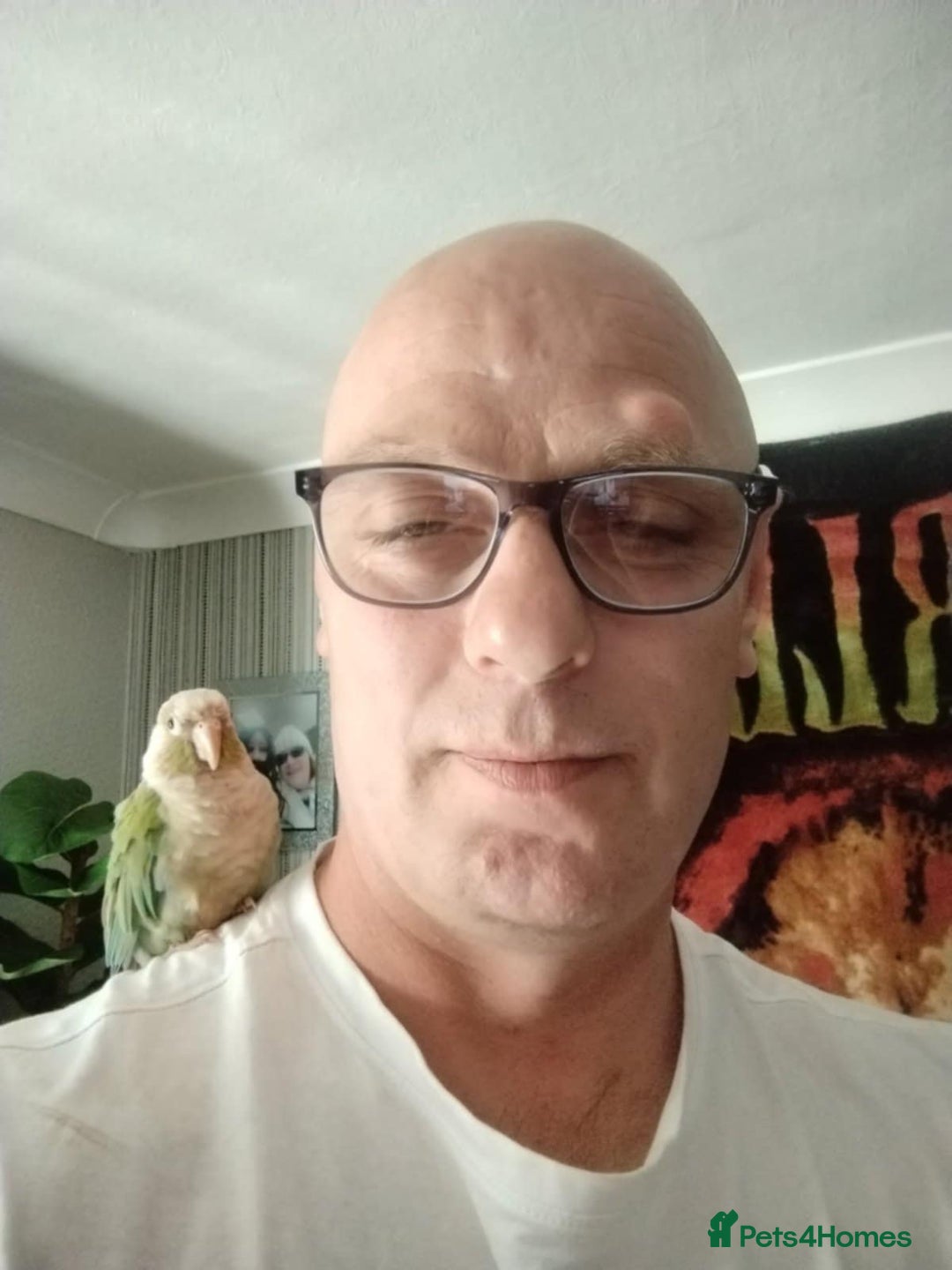 Conures birds for sale: Conure  full tame  6 months  old tame as he'll  in Halifax - Image 5