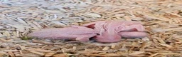 Parrots birds for sale: White Fronted Amazon H/R Silly Tame - Advert 12