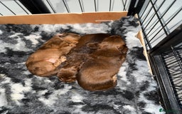 Miniature Dachshund dogs for sale: Beautiful Longhair miniature Dachshund - Image 28